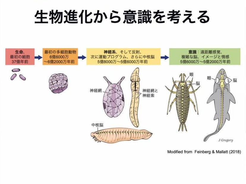 スライド：生物進化から意識を考える（生命 → 最初の多細胞動物 → 神経系 → 意識、Modified from Feinberg & Mallatt 2018）