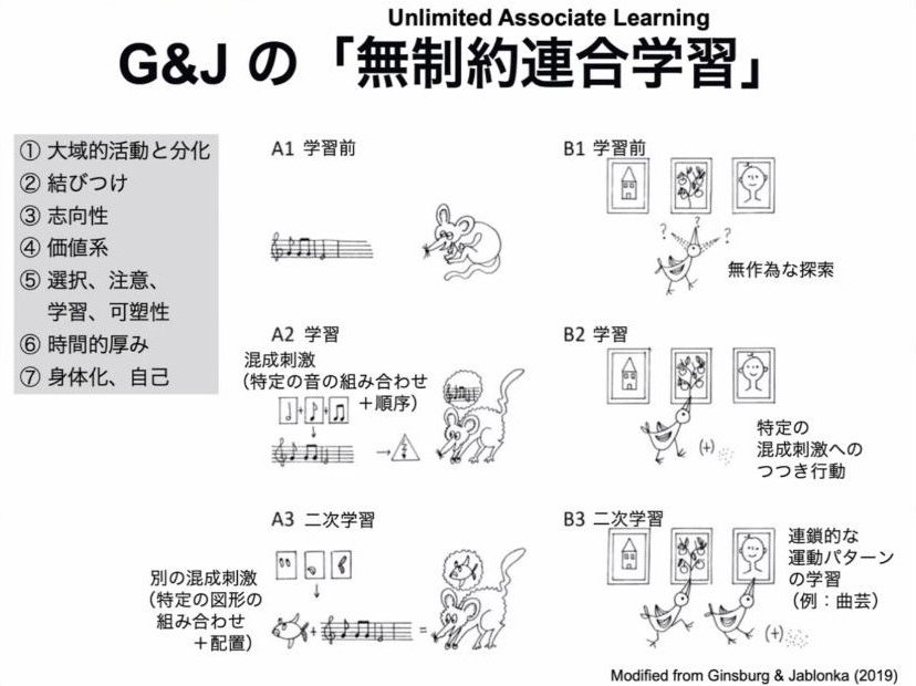 スライド：G&Jの「無制約連合学習」（Unlimited Associative Learning）