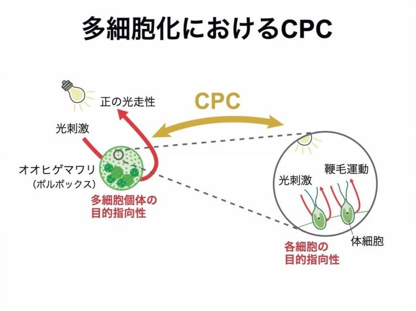 スライド：多細胞化におけるCPC（オオヒゲマワリ〔ボルボックス〕の多細胞個体の目的指向性と各細胞の目的指向性）
