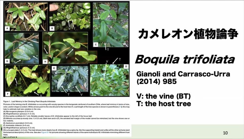 スライド：カメレオン植物論争 Boquila trifoliata（Gianoli and Carrasco-Urra 2014）V: the vine / T: the host tree