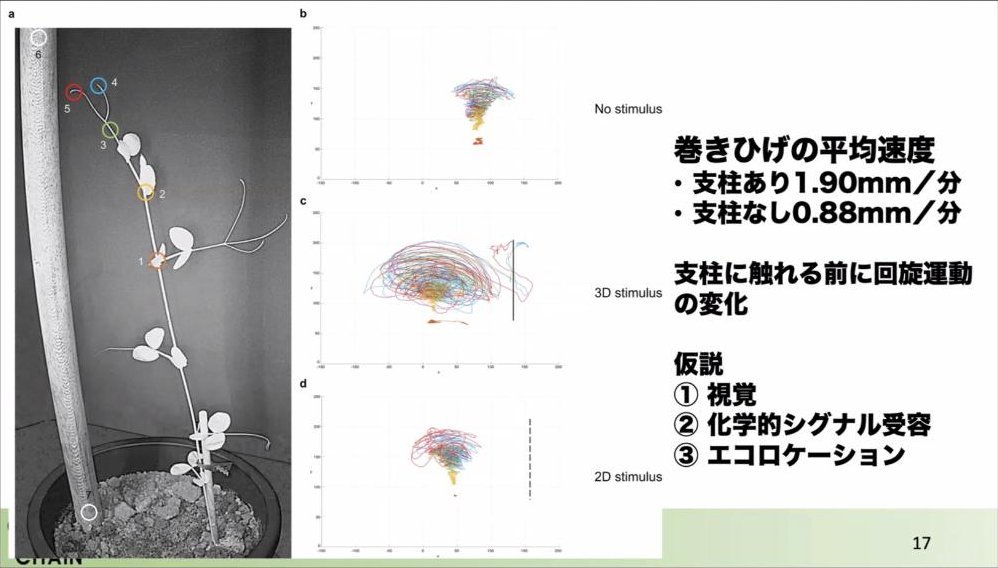 スライド：巻きひげの平均速度（支柱あり1.90mm／分・支柱なし0.88mm／分）、支柱に触れる前に回旋運動の変化、仮説（①視覚 ②化学的シグナル受容 ③エコロケーション）