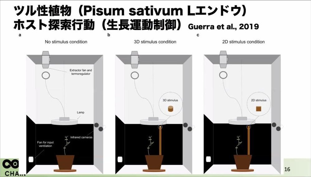 スライド：ツル性植物（エンドウ）ホスト探索行動（生長運動制御）Guerra et al., 2019（No stimulus / 3D stimulus / 2D stimulus の各条件）