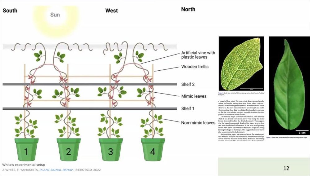 スライド：White's experimental setup（人工つると模倣葉、J. White, F. Yamashita, Plant Signal Behav, 2022）